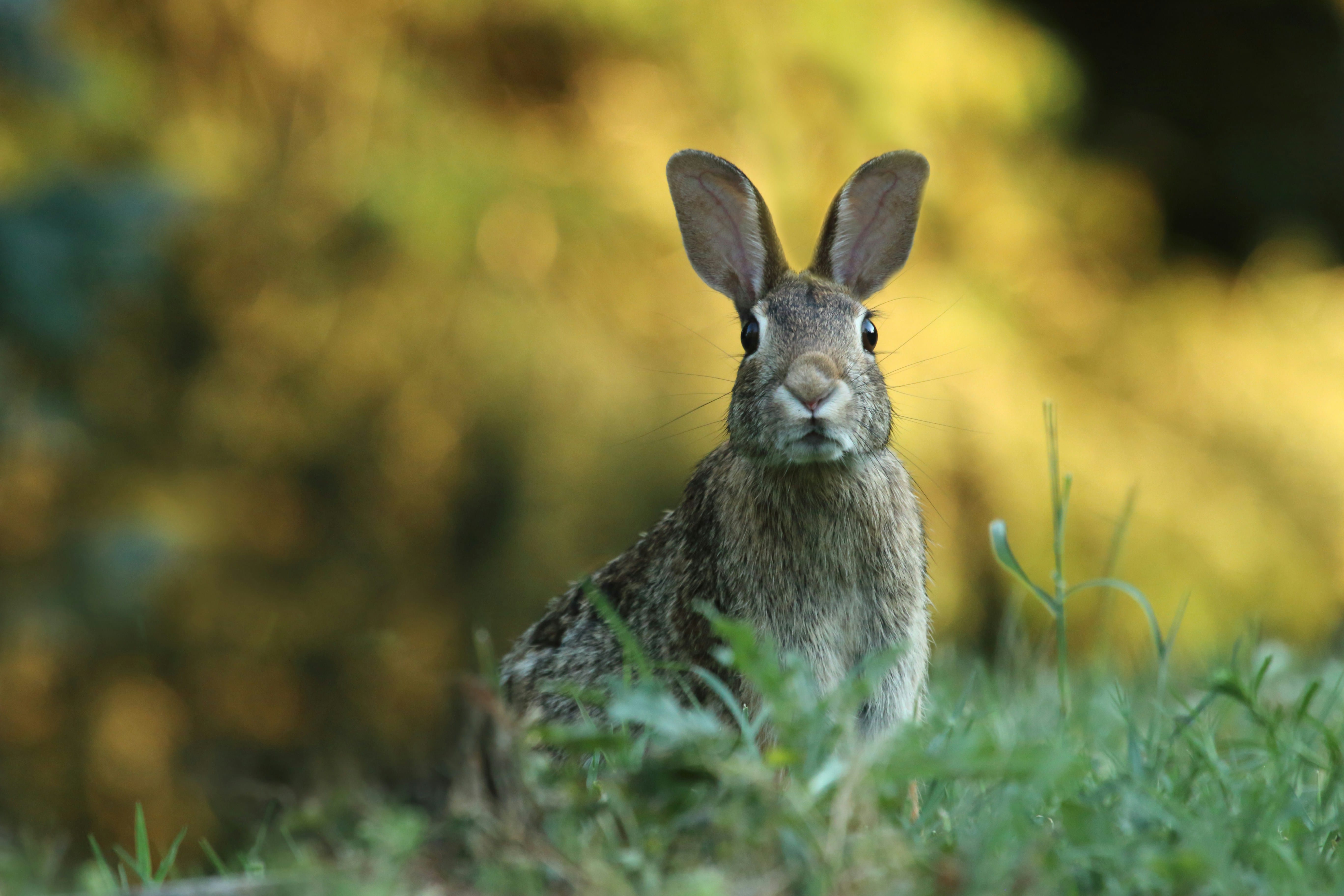 Picture of rabbit