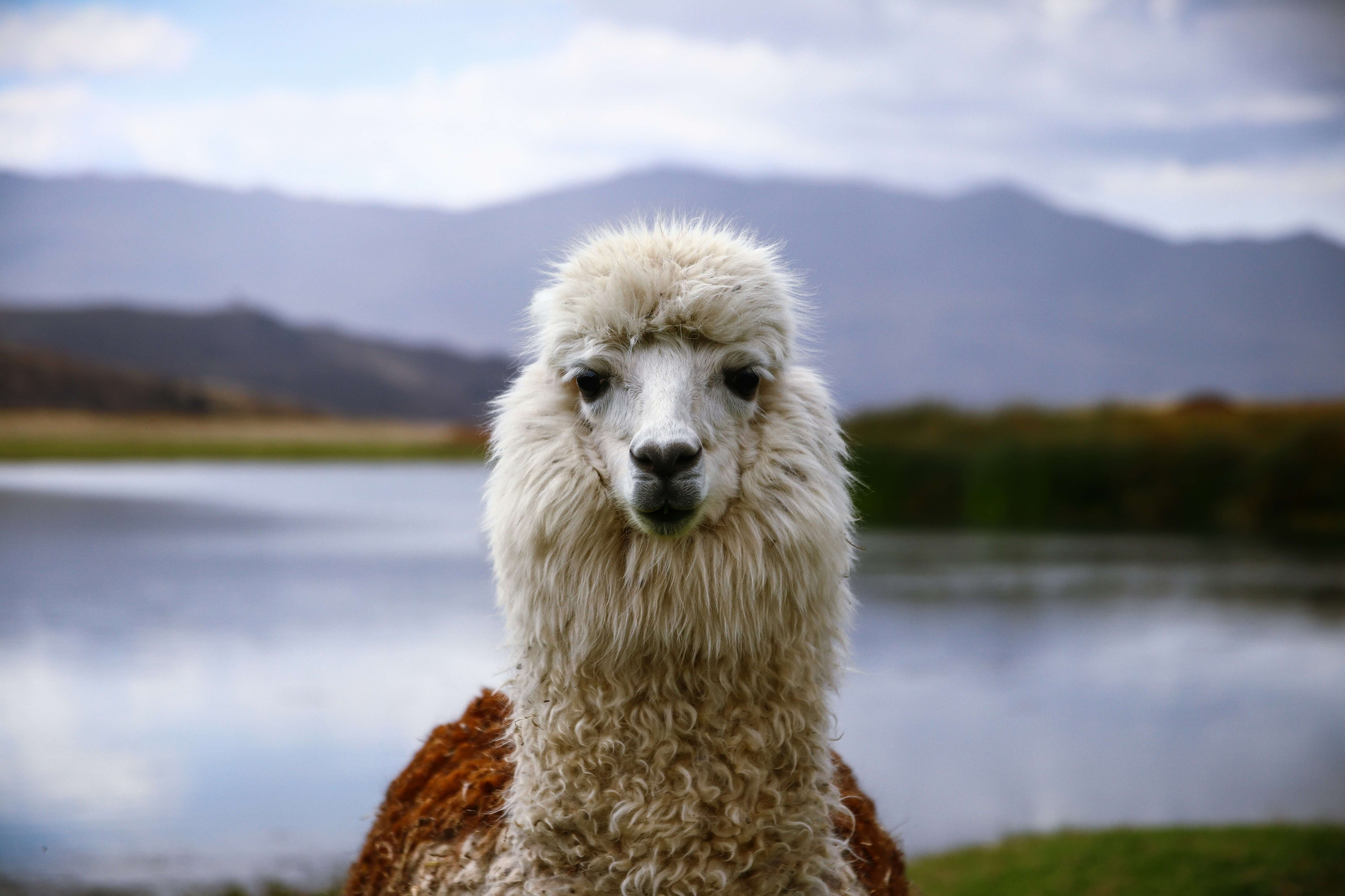 Picture of lama